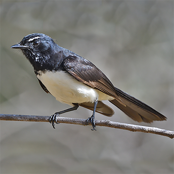 Willie-wagtail