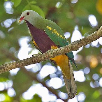 Wompoo Fruit-dove