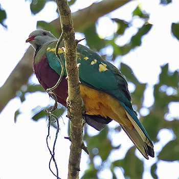 Wompoo Fruit-dove