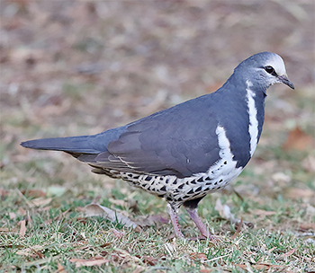 Wonga Pigeon