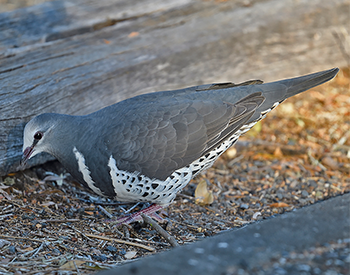Wonga Pigeon