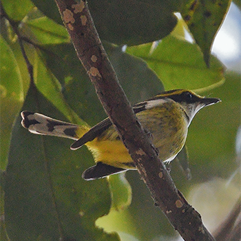 Yellow-breasted Boatbill