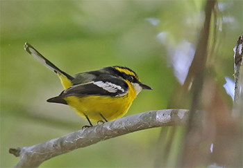 Yellow-breasted Boatbill