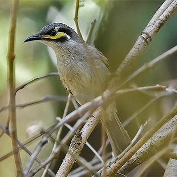 Yellow-faced Honeyeater