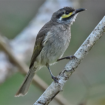 Yellow-faced Honeyeater