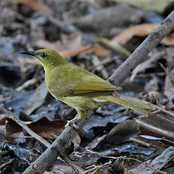 Yellow Honeyeater