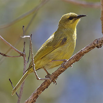 Yellow Honeyeater