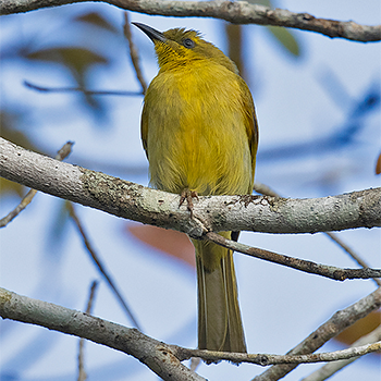 Yellow Honeyeater