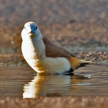 Yellow-rumped Mannikin