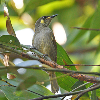Yellow-spotted Honeyeater