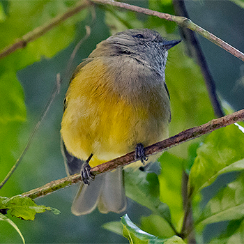 Yellow Thornbill