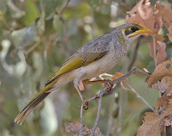 Yellow-throated Miner