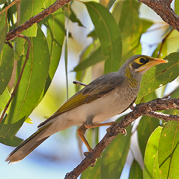 Yellow-throated Miner