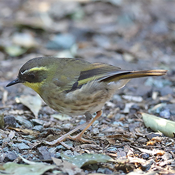 Yellow-throated Scrubwren