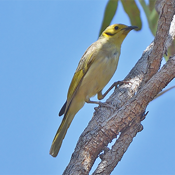 Yellow-tinted Honeyeater