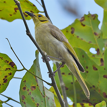 Yellow-tinted Honeyeater