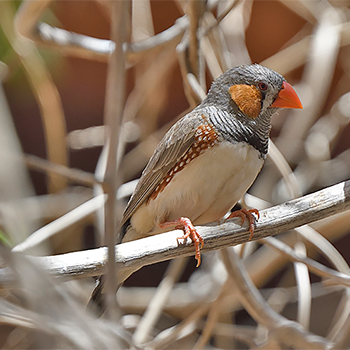Australian Zebra Finch