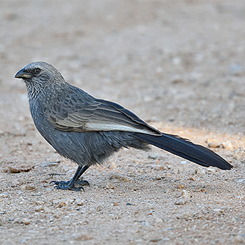 Apostlebird