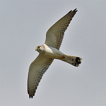 Australian Kestrel