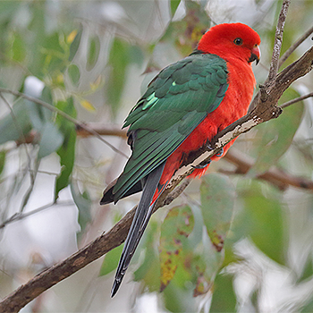 Australian King-parrot