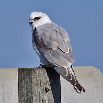 Australian Kite
