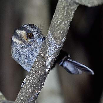Australian Owlet-nightjar