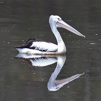 Australian Pelican
