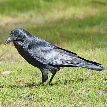 Australian Raven