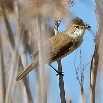 Australian Reed Warbler