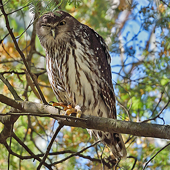 Barking Owl