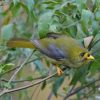 Bell Miner