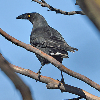 Black Currawong