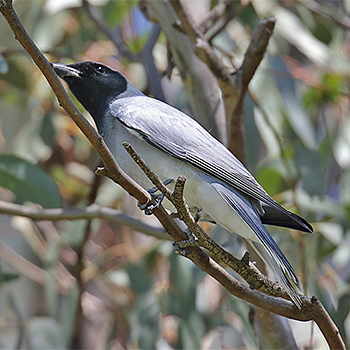 Black-faced Cuckooshrike