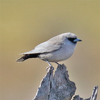 Black-faced Woodswallow
