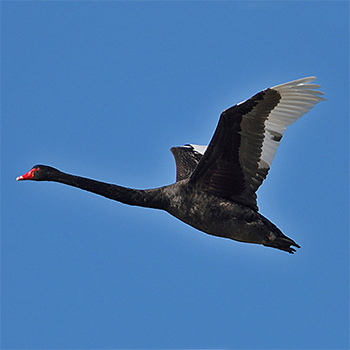 Black Swan
