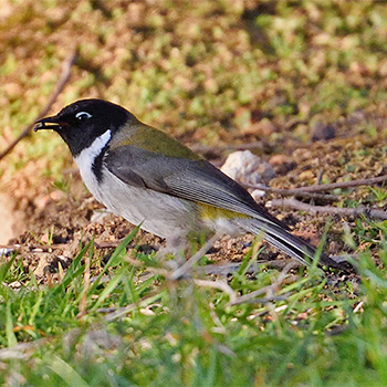 Black-headed Honeyeater
