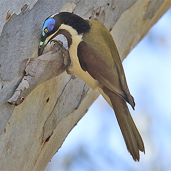 Blue-faced Honeyeater
