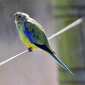Blue-winged Parrot