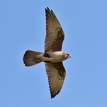 Brown Falcon