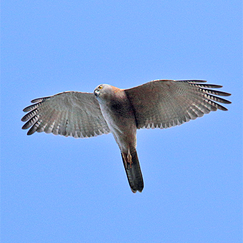 Brown Goshawk