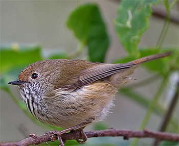 Brown Thornbill
