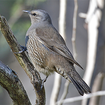 Brown Treecreeper