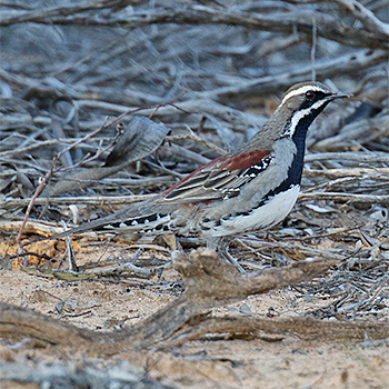Chestnut Quail-thrush