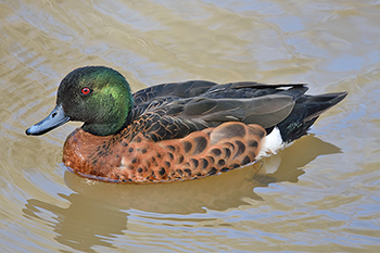 Chestnut Teal