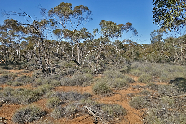 Chiltern National Park