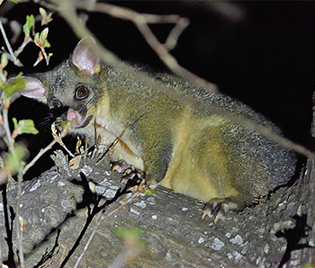 Common Brushtail Possum
