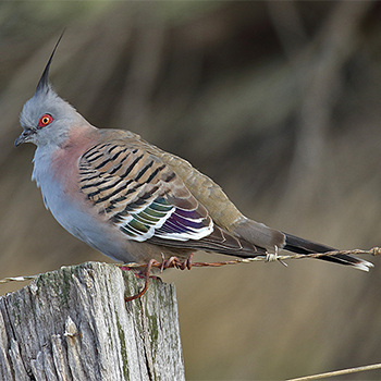 Crested Pigeon