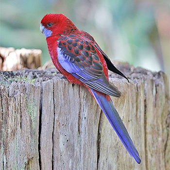 Crimson Rosella