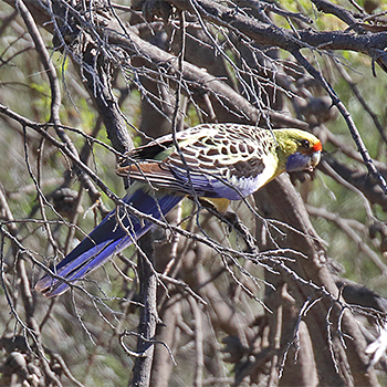 Crimson (Yellow) Rosella
