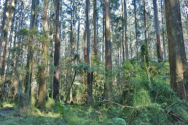 Dandenong Mountains